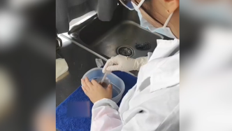 工作人員為朱鹮寶寶進行首次喂食
