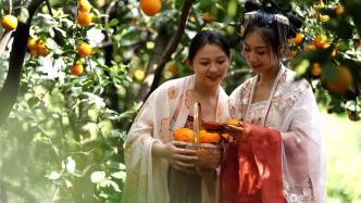 四川彭山：柑橘“花果同树”带火农旅经济