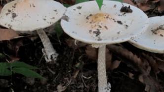一家五口误吃白蘑菇，3人相继中毒被送进医院