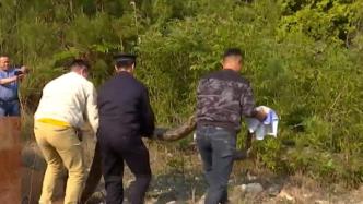 公安局联合森林警察大队放生76斤重的蟒蛇