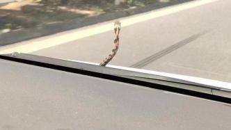 女子在高速公路开车，一条蛇突然从前挡玻璃外探出晃动