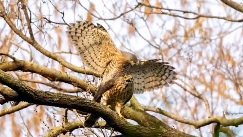 游客拍到捕食、交配珍貴畫面,上海楊浦公園明星鳳頭鷹回歸啦