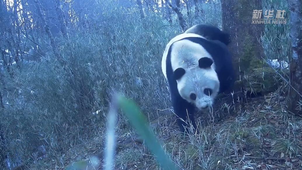 四川天全：又见野生大熊猫树上做标记