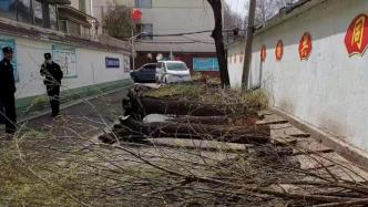居民投诉20多棵大树被砍，街道回应督促补手续