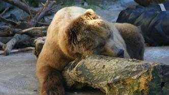冬眠的熊為啥沒血栓？