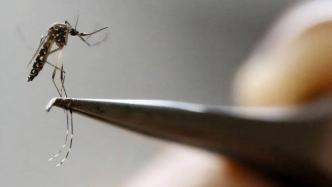 巴西拟建全球最大转基因蚊子工厂：每年50亿只，多城释放