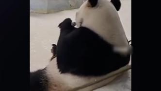 大熊猫被饲养员用竹竿拍打催促，园方致歉