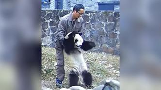 大熊猫吃胡萝卜卡喉，饲养员海姆立克法施救