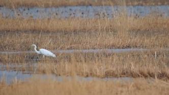 查干湖候鸟回巢，水中嬉戏觅食