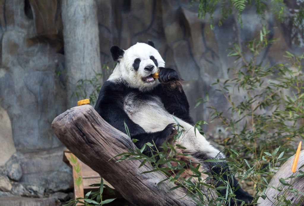 城事 泰国清迈 22岁旅泰大熊猫 林惠 不幸去世