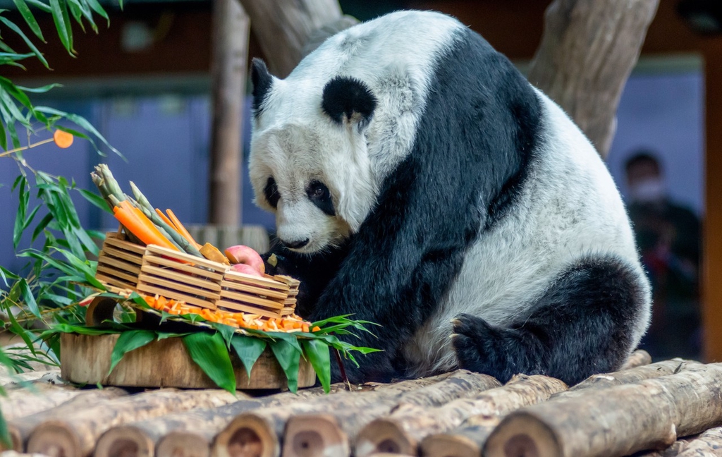 城事 泰国清迈 22岁旅泰大熊猫 林惠 不幸去世
