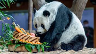 城事｜泰国清迈：22岁旅泰大熊猫“林惠”不幸去世