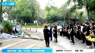 直播录像丨旅泰大熊猫“林惠”去世，探访清迈动物园