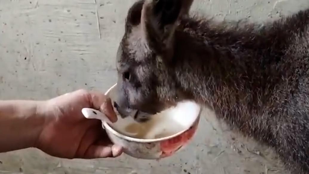市民路遇小動物幼崽，原來是中華斑羚