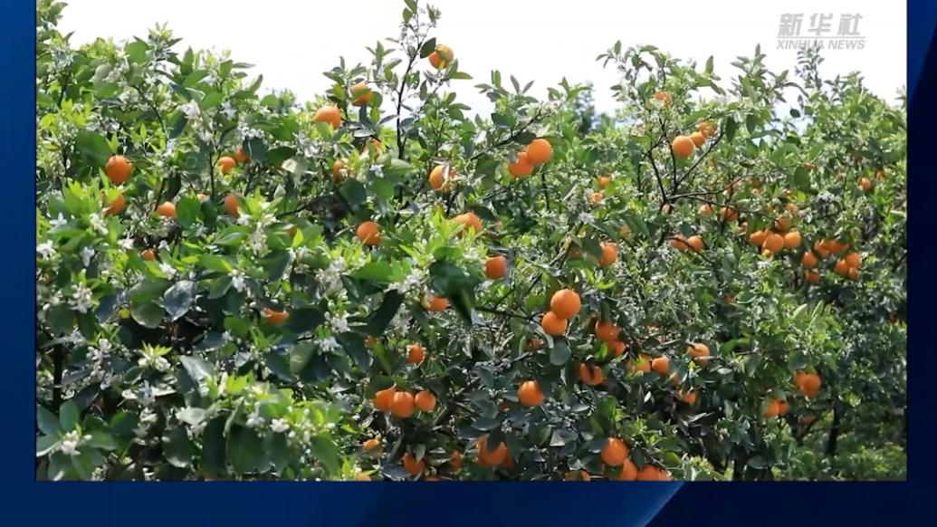 湖南江永：夏橙“花果同树”惹人爱