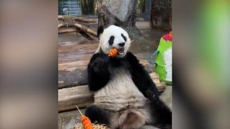 大熊猫“贡贡”撸胡萝卜串串，主打一个丝滑