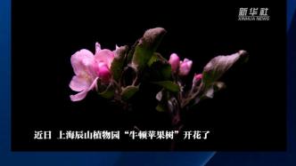 上海辰山植物园“牛顿苹果树”首次在室外开花