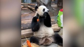 大熊猫“贡贡”撸胡萝卜串串，主打一个丝滑
