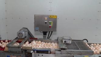 受禽流感疫情影响，日本鸡蛋供应短缺价格高涨
