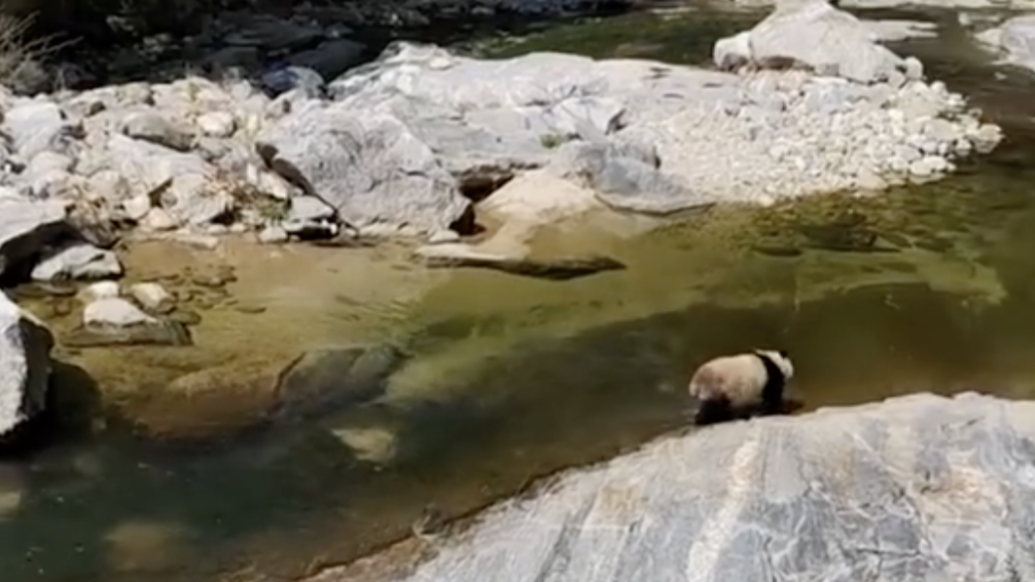 萌萌哒！陕西野生大熊猫摇摇晃晃游泳过河