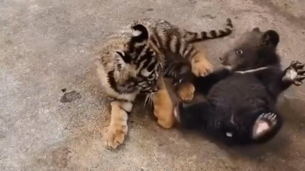 可可爱爱！熊宝宝和虎宝宝打架超凶
