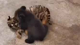 可可爱爱！熊宝宝和虎宝宝打架超凶