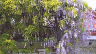 江苏南通两株百年紫藤花盛放，形如瀑布颇为壮观