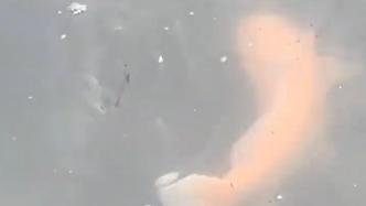 鲤鱼春季产卵，杭州西湖金鲤跃出水面