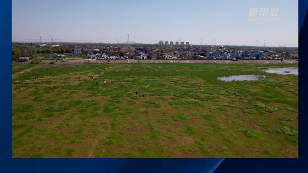 江蘇溧水：風(fēng)吹“草?！贝阂鉂?/></span></div><div><h2 class=