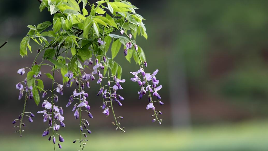 湖北大山深處700年樹齡紫藤花開,如流瀑如紫色綢緞