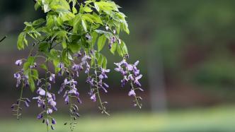 湖北大山深处700年树龄紫藤花开，如流瀑如紫色绸缎