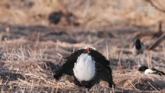 国家一级保护野生动物黑琴鸡“比武”求偶