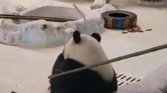 南京一饲养员拍大熊猫“丢饭碗”，媒体：舆情不应被牵着鼻子走