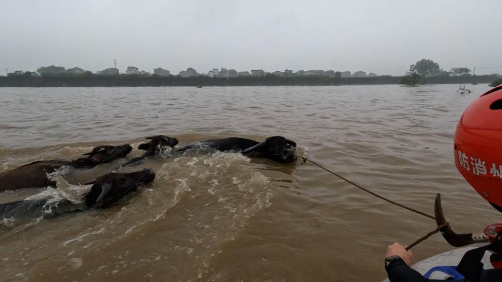 “牛主人”和7头牛被洪水围困，消防员用镰刀割断牛绳救援