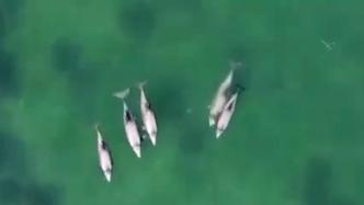 受污染严重和过度捕捞等因素影响，智利矮海豚数量急剧减少