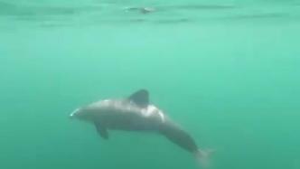 受污染严重等因素影响，智利矮海豚数量急剧减少