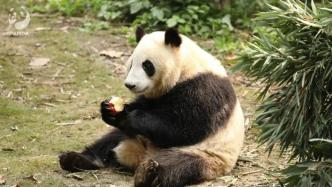 成都大熊猫基地11天内通报5起不文明行为，两人被禁入1年