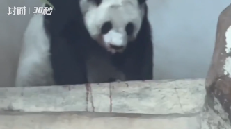 旅泰大熊猫林惠鼻部出血，熊猫中心专家已会同清迈动物园会诊