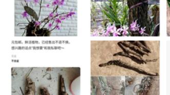 野保志愿者举报网店疑售国家保护植物，警方：已通知核实