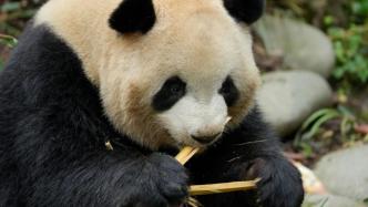 11天内第五起通报，男子在大熊猫基地扔烟头被禁入1年