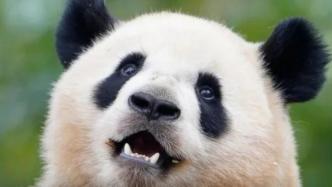 59岁男子在大熊猫基地扔烟头被禁入1年