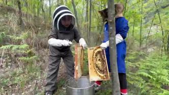 劳动者丨90后养蜂女生希望带乡亲们打造蜂蜜品牌