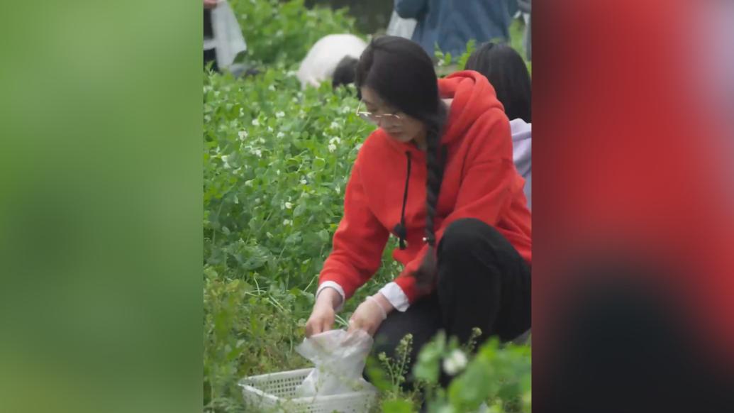 高校劳动课让学生种菜，成熟后做成菜品请全校学生吃