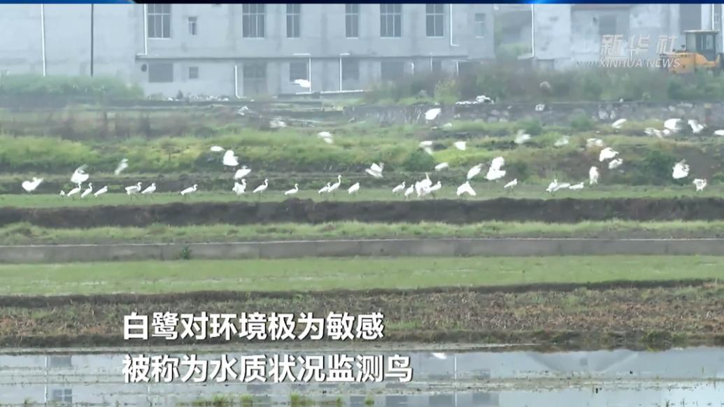 湖北鹤峰：白鹭嬉田园