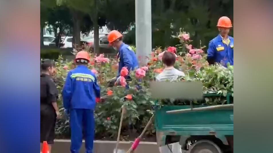 園林工人把修剪下的鮮花贈(zèng)路人