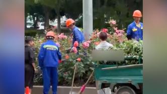 園林工人把修剪下的鮮花贈路人