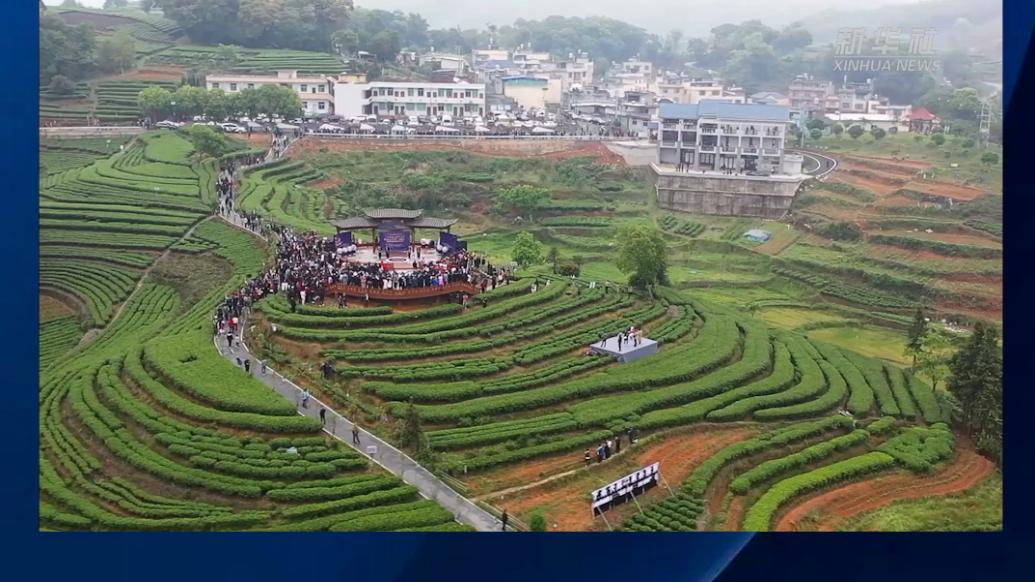 福建霞浦：畲乡遇茶乡，别样“三月三”