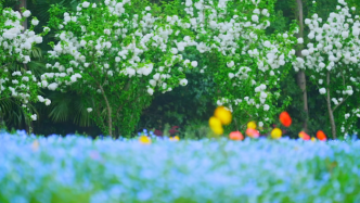 上海滨江森林公园喜林草开花了，蓝色花海灿若星河