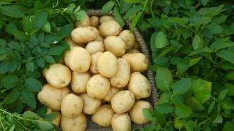 绿营政客称土豆是大陆用语需“纠正”，国台办：纯属政治操作