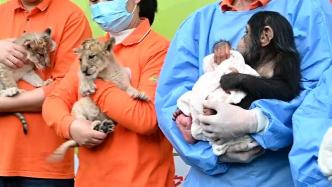 五一假期上海野生动物园举办“动物宝宝选名会”，快来参加吧
